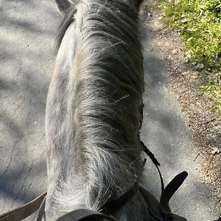 Al Felcino Couette-café 3*